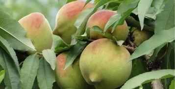 吃瓜的台湾网红叫什么,台湾网红“吃瓜达人”揭秘娱乐圈幕后故事