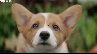 宠物 在线观看,在线观看宠物生活的欢乐时光