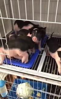 小香猪网红爆料视频大全,萌宠界的明星瞬间