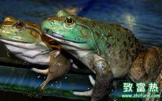 养殖牛蛙爆料方法视频教程,视频教程教你轻松爆料养殖技巧